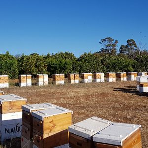 Bee hives Riverina