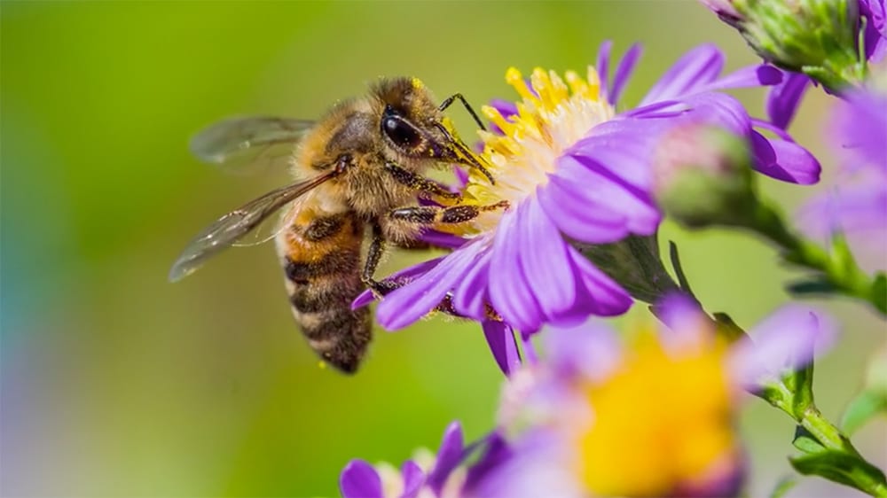 flowers and bee