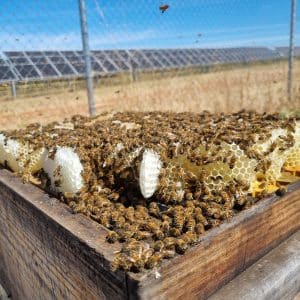 Sponsor Hardworking Honey Bees - Image 2